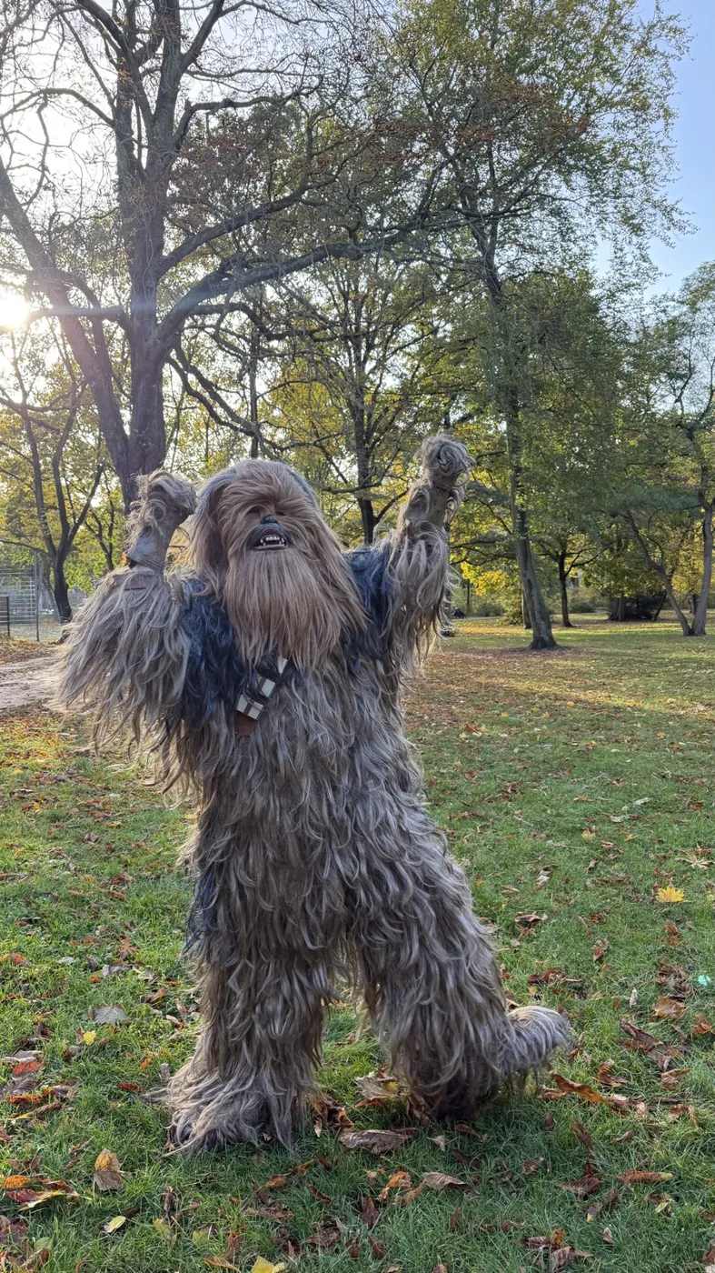 Chewbacca jubelt auf einer Wiese in der Herbstsonne